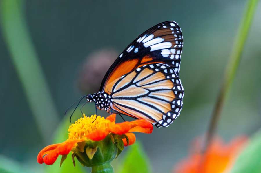 beautiful-butterfly