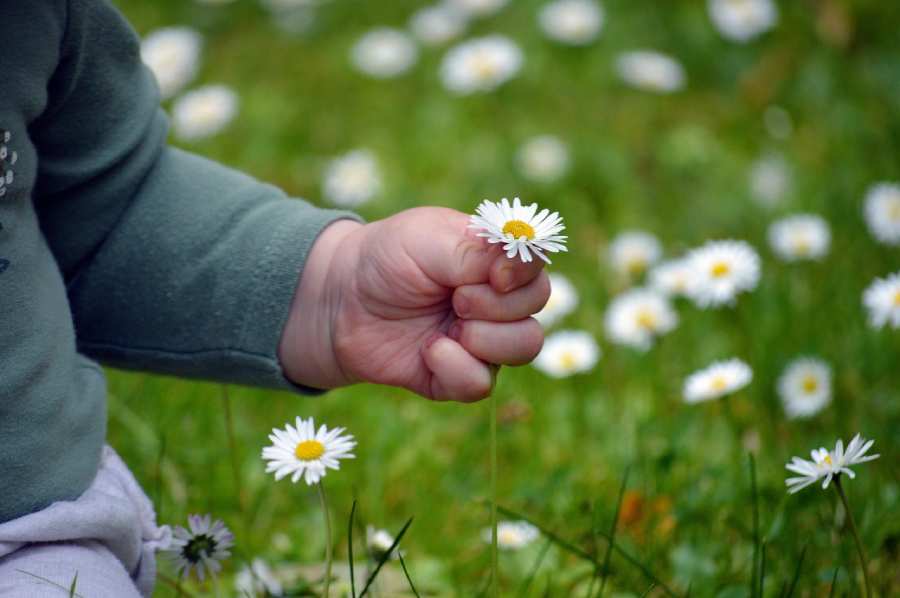 childs-hand-pick-flowers