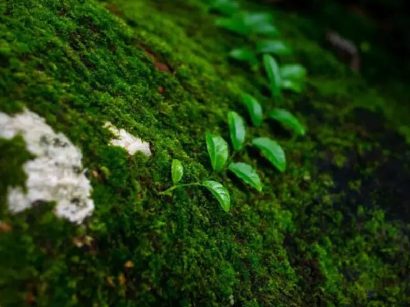 ecofriendly Alan Postlethwaite Funeral ecofriendly