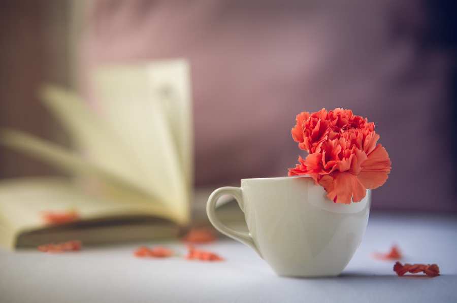 Advice for Anniversary’s and Christmas flower-red-peace-calm-relaxation