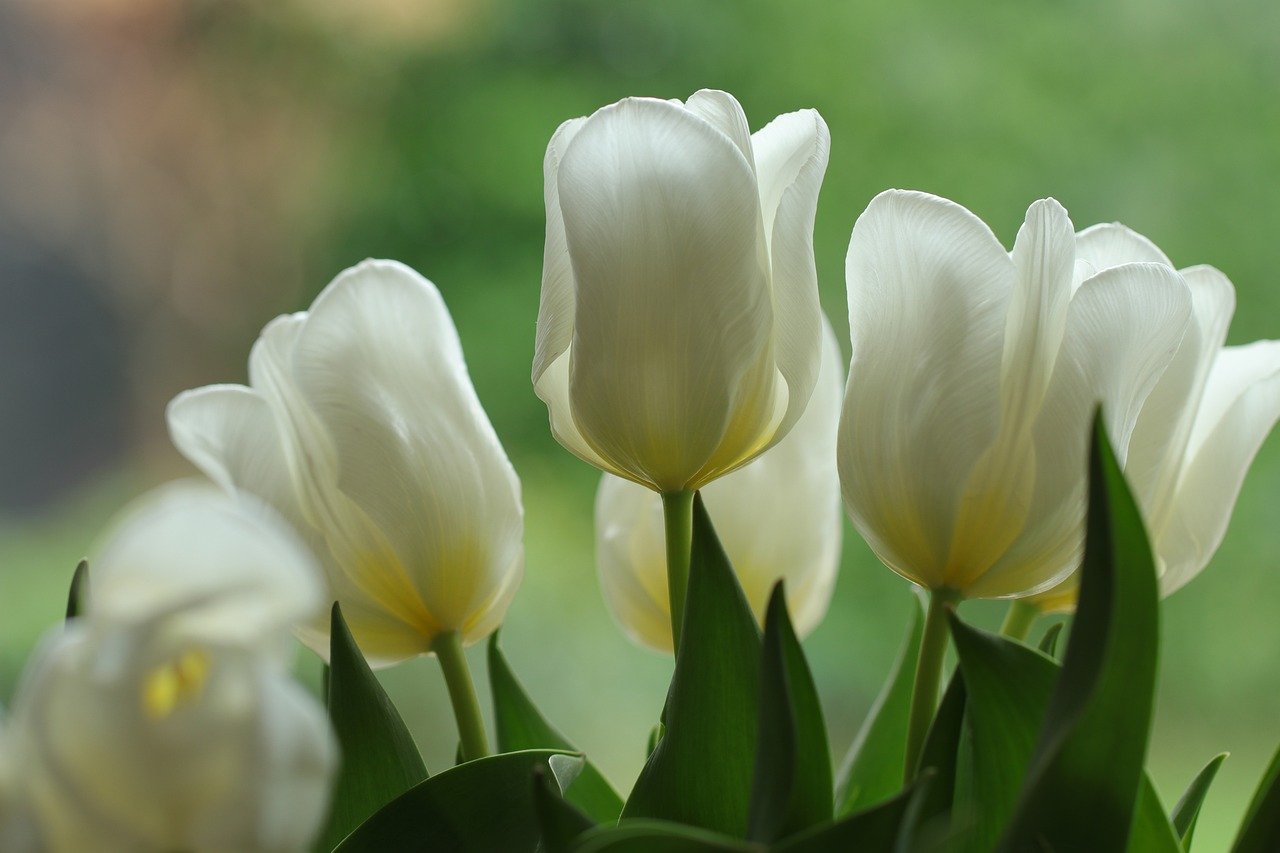 flowers-white-tulip flowers-white-tulip