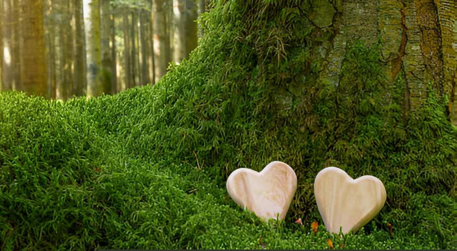 funeral-wooden-heart-near-a-fir-spruce-tree-natural-burial-grave funeral-wooden-heart-near-a-fir-spruce-tree-natural-burial-grave