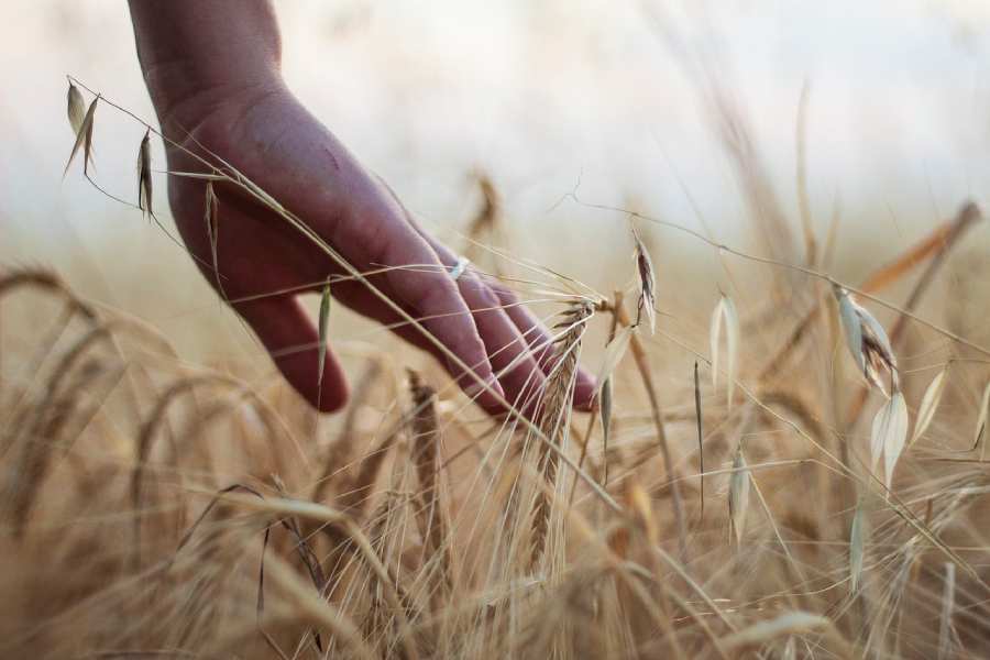 hand-wheat-rural-cereals-harvest