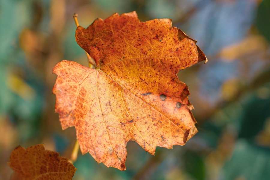 Anniversary’s and Christmas leaves