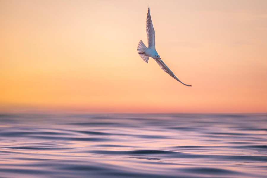 seagull-waves-marine-sea-sunset