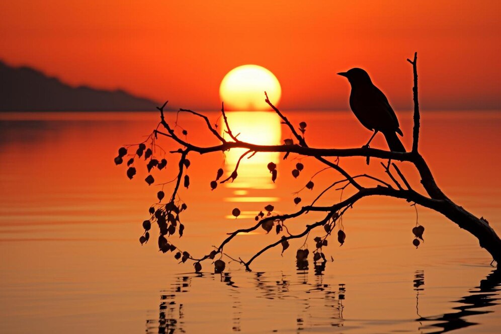 sunrise-silhouette-natures-shadowplay-sunrise sunrise-silhouette-natures-shadowplay-sunrise