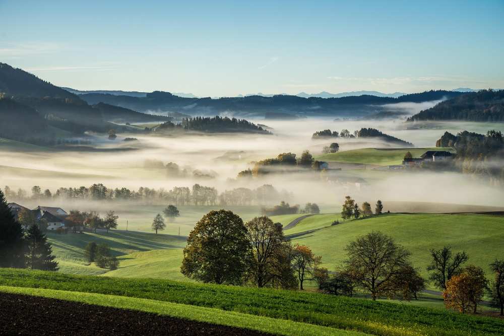 fog-over-trees