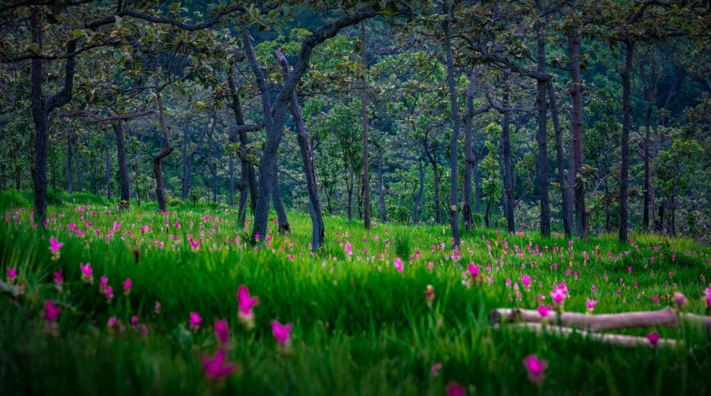 pink flower in green grass