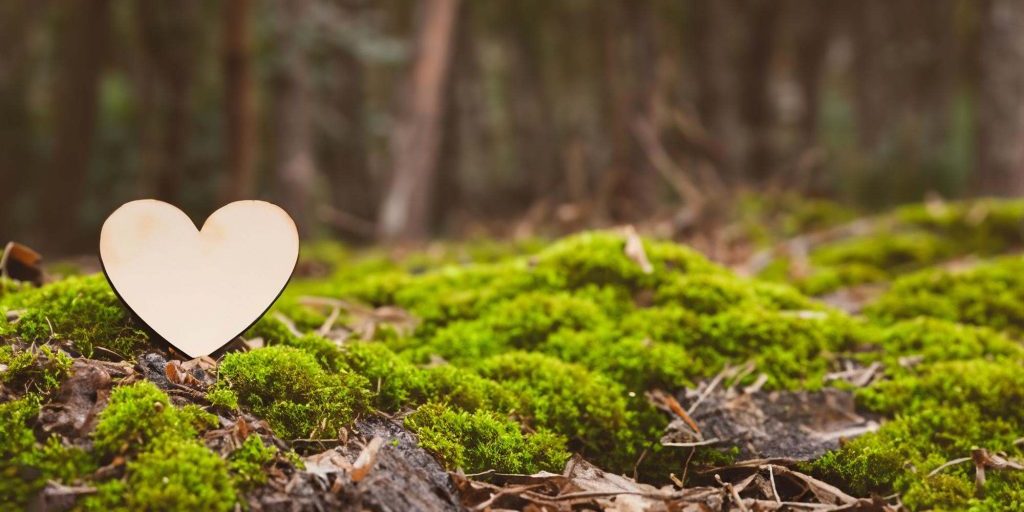 Beautiful heart made of tree wood in a green forest